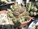 Adromischus cooperii - 05.2010