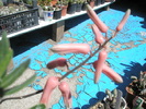 Aloe descoingsii - tija florala