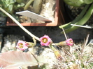 A. humilis - flori 06.2010