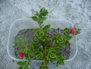 Aptenia cordifolia 2010