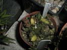 Gasteria liliputana variegata - 10.2010