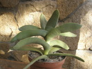 Crassula falcata - 2010