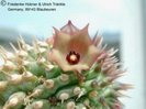 Hoodia officinalis ssp delaetianum