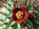 Hoodia officinalis ssp. officialis