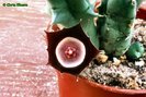 Huernia_oculata