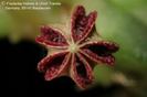 Pectinaria articulata ssp namaquensis
