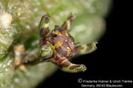 Rhytidocaulon tortum
