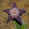 stapelia arenosa
