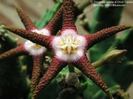 Stapelia flavopurpurea