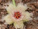 Stapelia glanduliflora