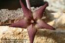 Stapelia pearsonii