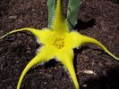stapelia pillansii