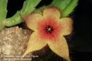 Stapelia unicornis