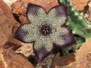 stapelia villetiae