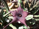 stapelia-pillansii