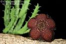 Tridentea gemmiflora