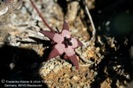 Tromotriche pedunculata ssp longipes
