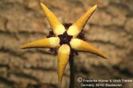 Tromotriche pedunculata ssp pedunculata