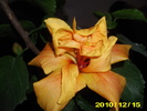 Picture 006