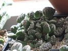 Aloinopsis