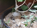 Fockea edulis