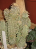 Hoodia gordonii (Escarpment, Namibia)