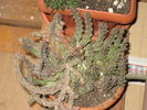 Duvalia elegans