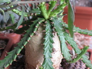 Euphorbia stelata