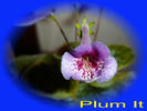 plum it