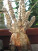 Euphorbia waringiae Madagascar