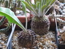 Euphorbia bupleurifolia