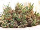 Euphorbia bupleurifolia X susannae