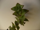 Crassula perforata