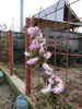 crizantema roz