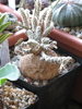 Euphorbia suzanne-marienne