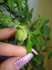 BOBOCELUL DE PASSIFLORA, A MAI CRESCUT