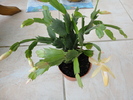 DSC00976