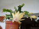 DSC00979