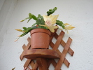 DSC00981