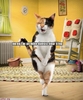 poze-amuzante-pisica-danseaza-step