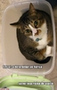 poze-amuzante-pisica-in-cutie-mica