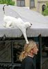 poze-haioase-poze-animale-pisici-amuzante-rocker