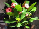 Euphorbia milii cv. Super Red