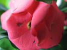 Euphorbia milii cv. Super Red