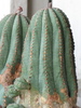 Euphorbia mammillaris x obesa
