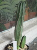 Euphorbia jansevillensis