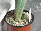 Euphorbia jansevillensis