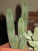 Euphorbia jansevillensis