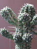 Euphorbia mammillaris cv. alba