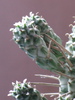 Euphorbia mammillaris cv. alba